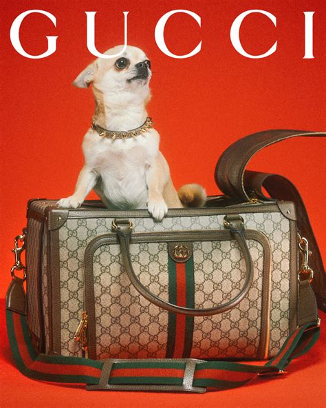 jesse klaver gucci pet|Gucci dogs for sale.